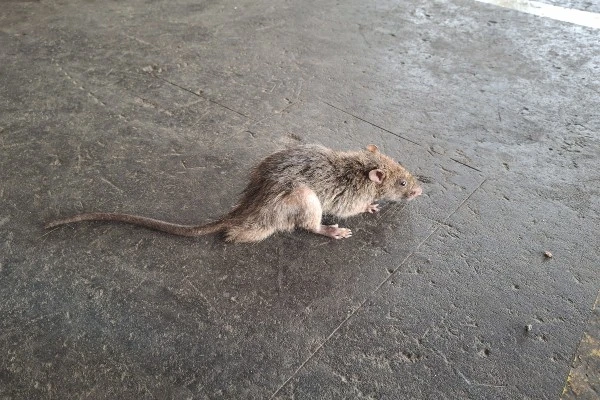 Rat on concrete floor