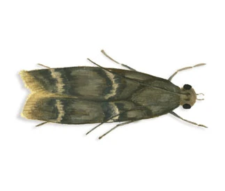 Almond Moth