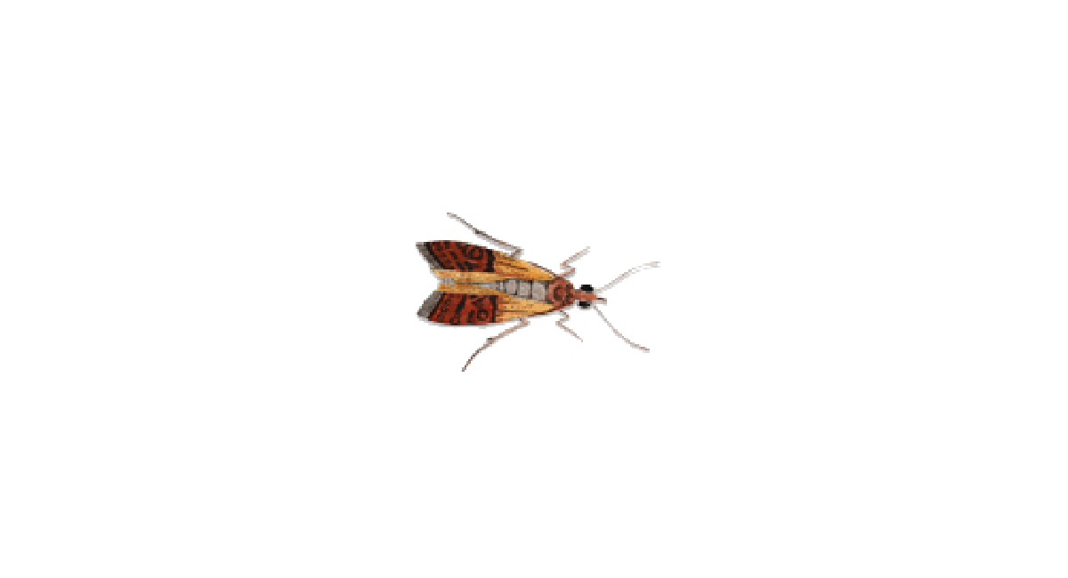 Plodia Interpunctella