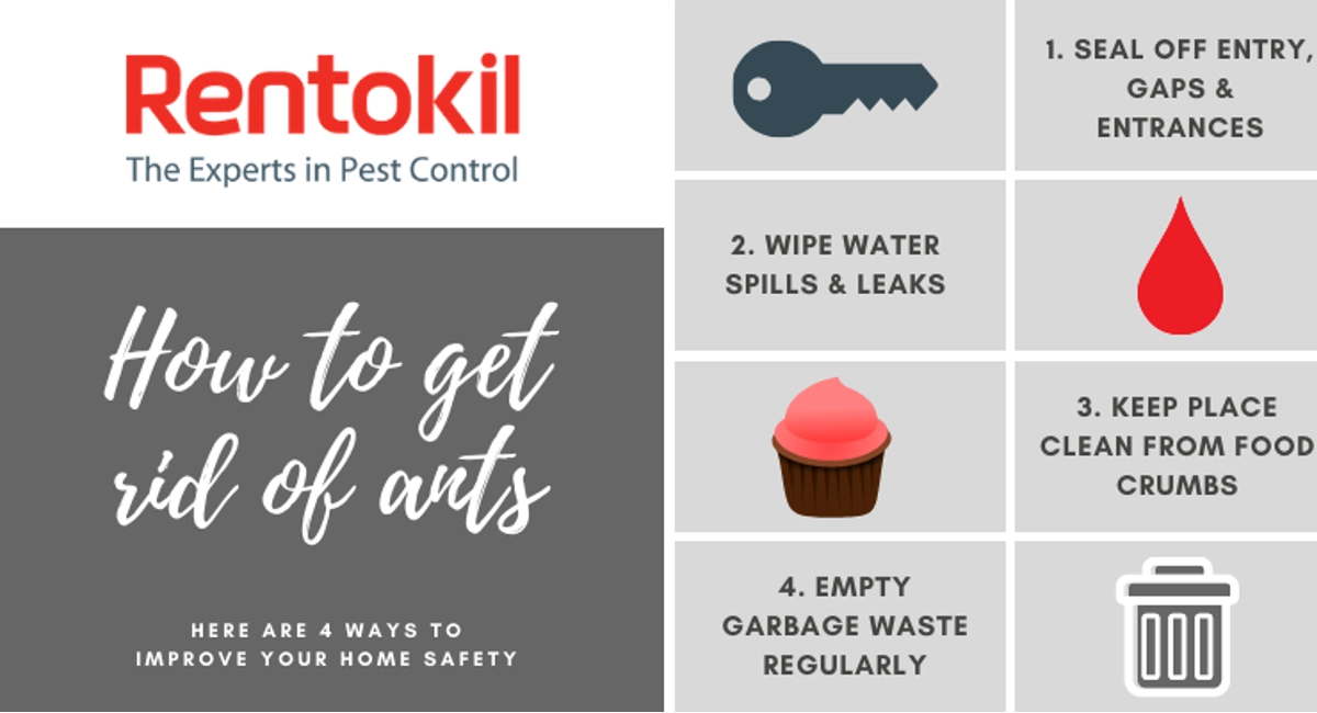 Ants prevention tips