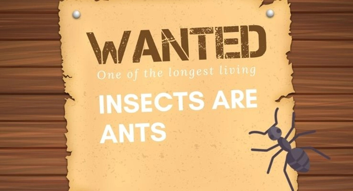 Debugged Blog Your Options In Dealing With Ant Infestation Ants Most Wanted Pests