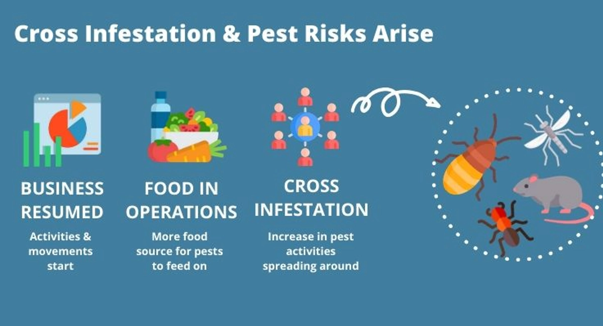 Debugged Blog What Actions To Take After COVID Bed Bugs Are Cross Infestation Pest