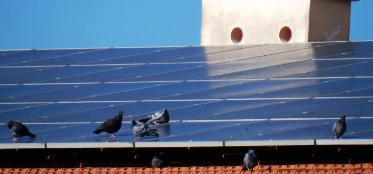 rentokil-image-pest-seaguls-restaurant-table