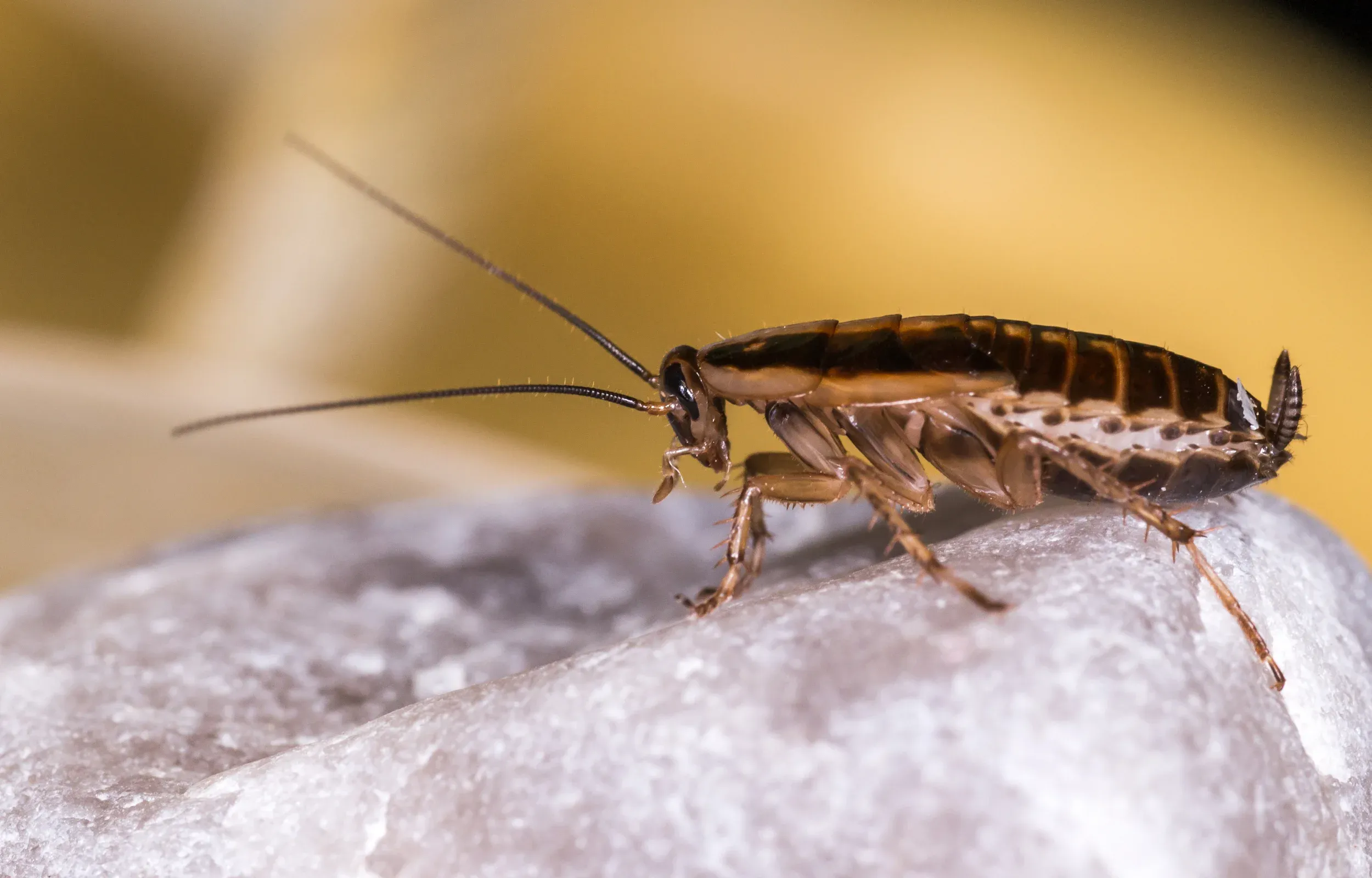 German cockroach