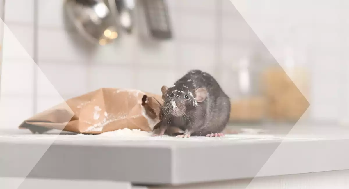 Rodent