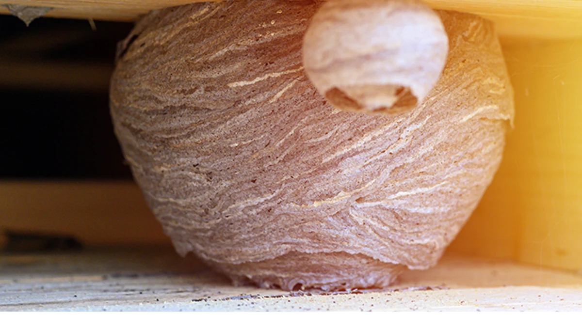 wasp nest indoors