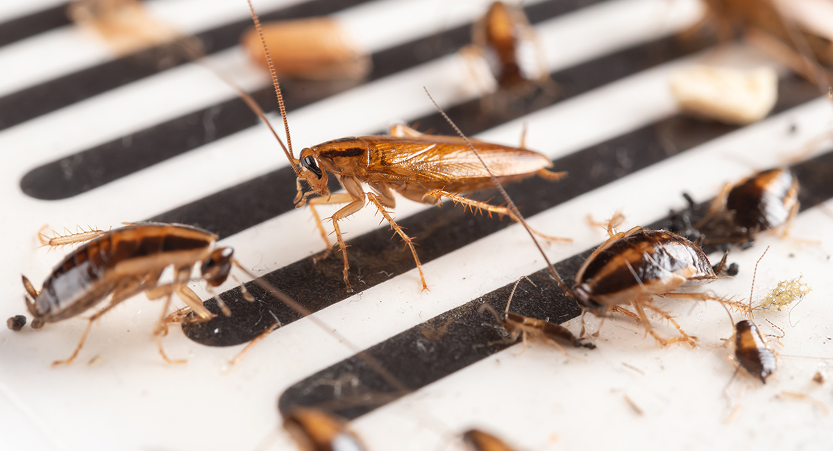 cockroaches