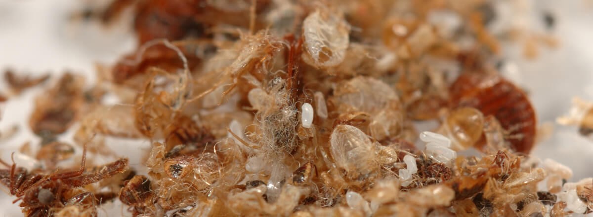 bed-bugs-waste
