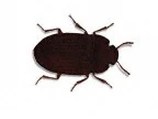 Lesser Mealworm
