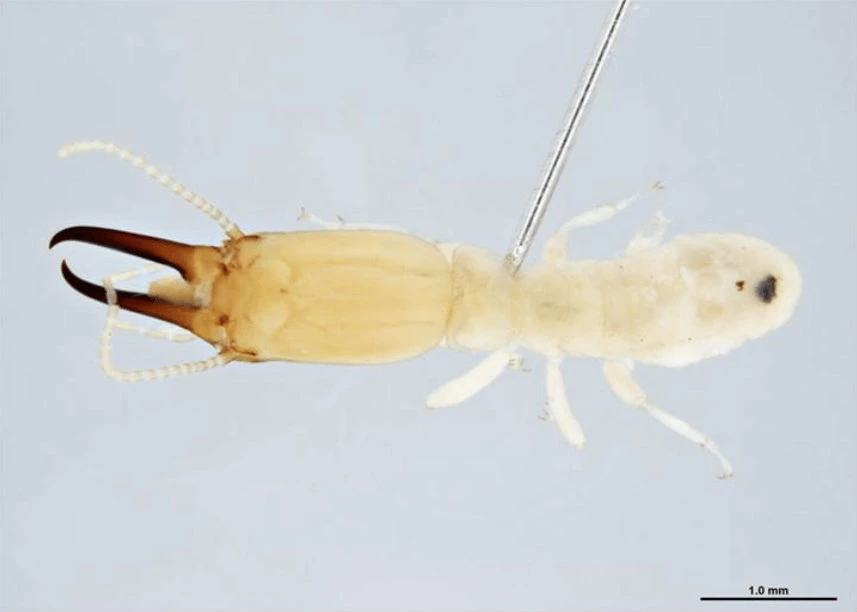 Heterotermes ferox