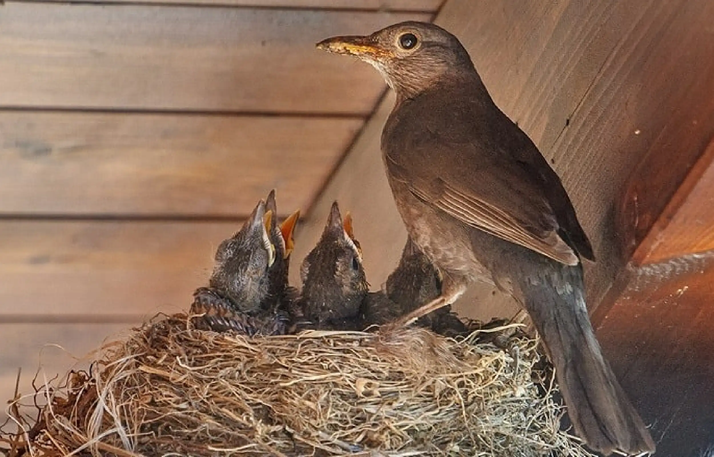 Birds in nest