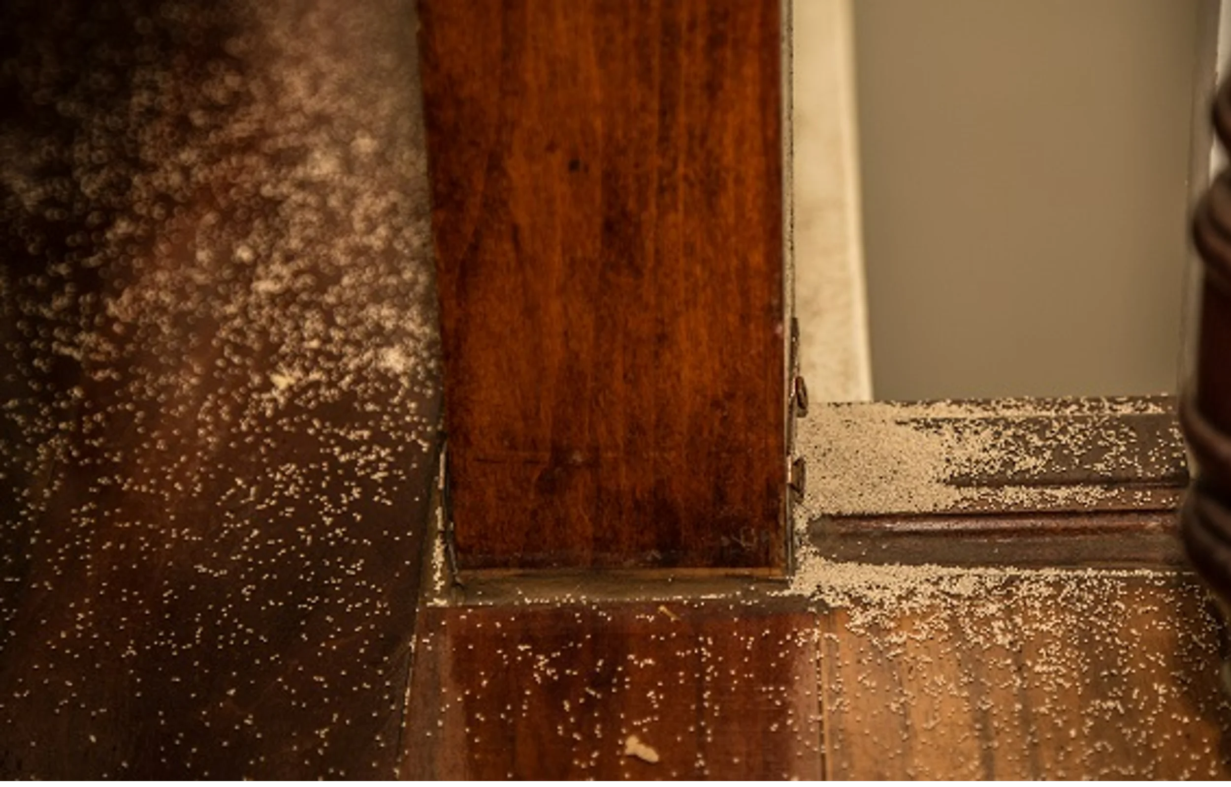 Damaged home from termites