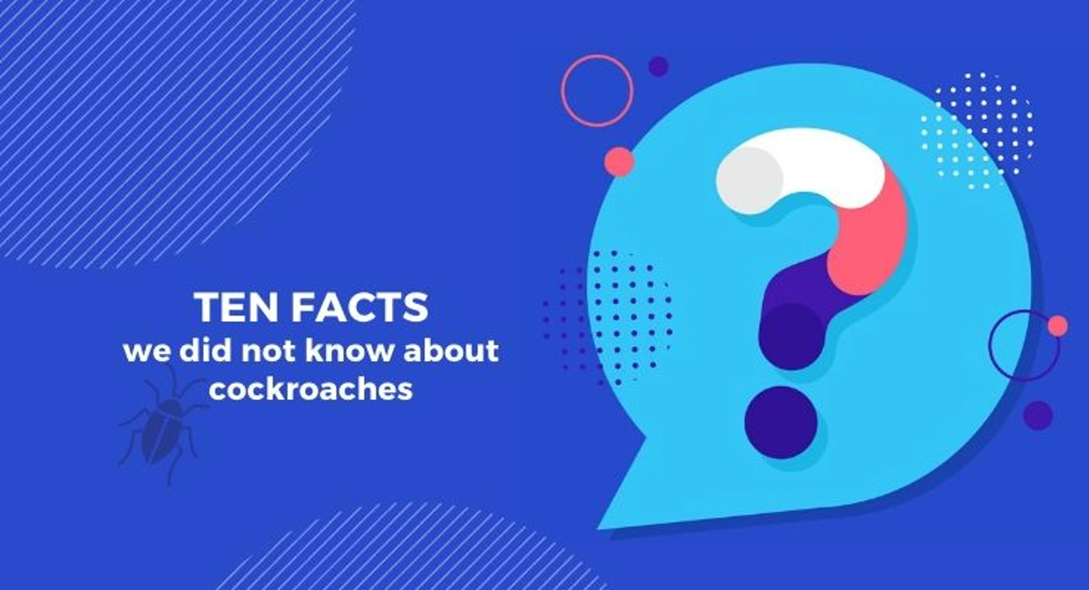 Debugged Blog 10 Facts We Did Not Know About Cockroaches Interesting Facts of Cockroaches