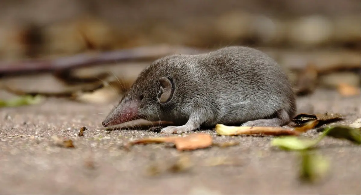 spitsmuis