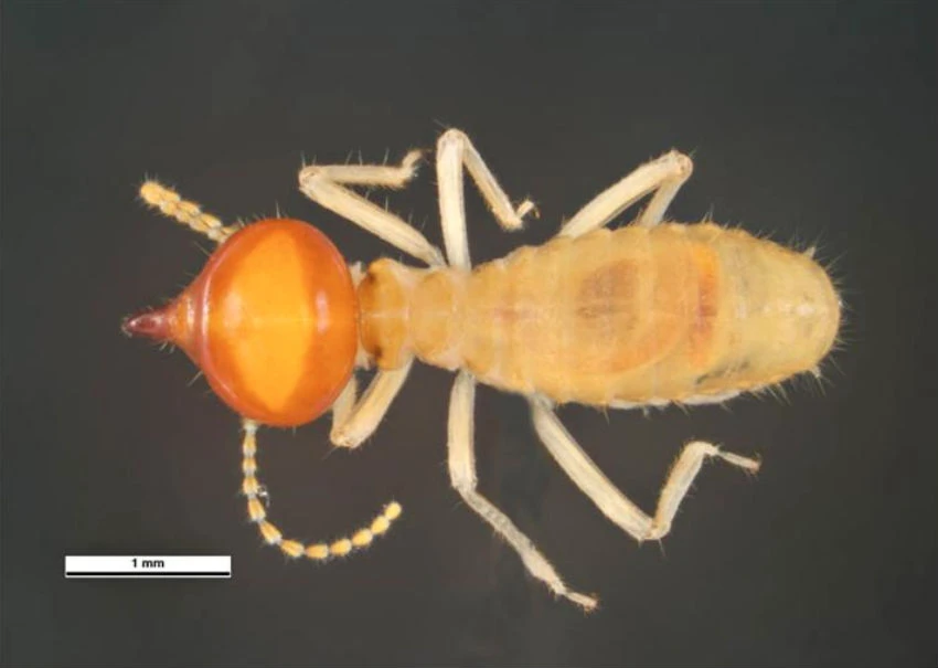 Nasutitermes walkeri