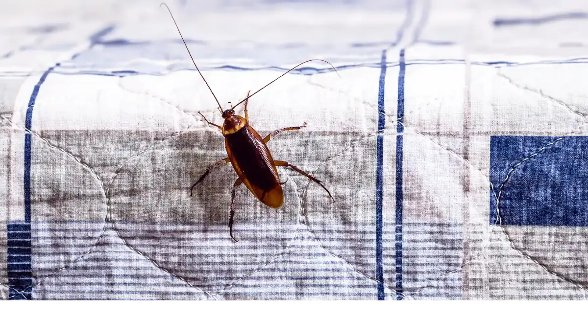 cockroach pest control