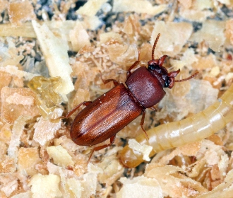 Broadhorned flour beetle