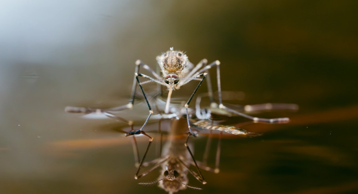 Mosquito on shiny water surface