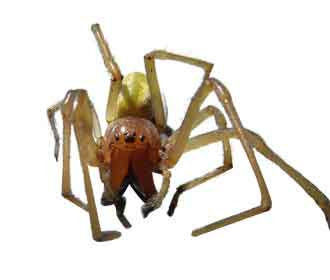 Yellow-sac-spider