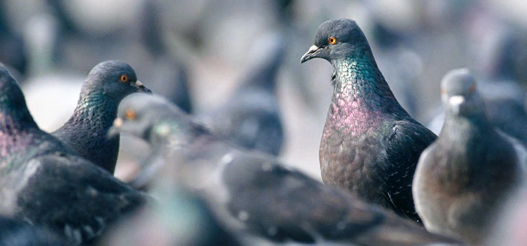 Vogels