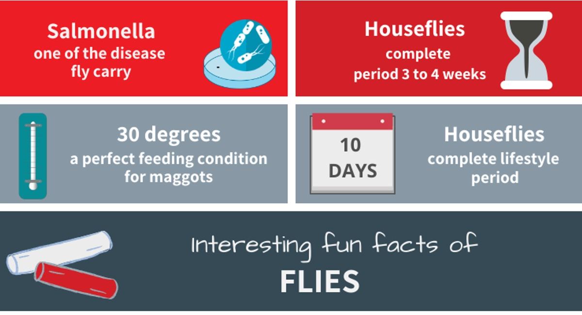 Interesting Fly Facts