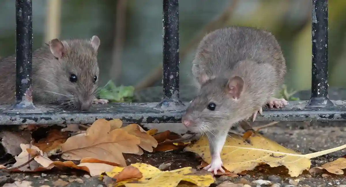 rat climbing on the fence