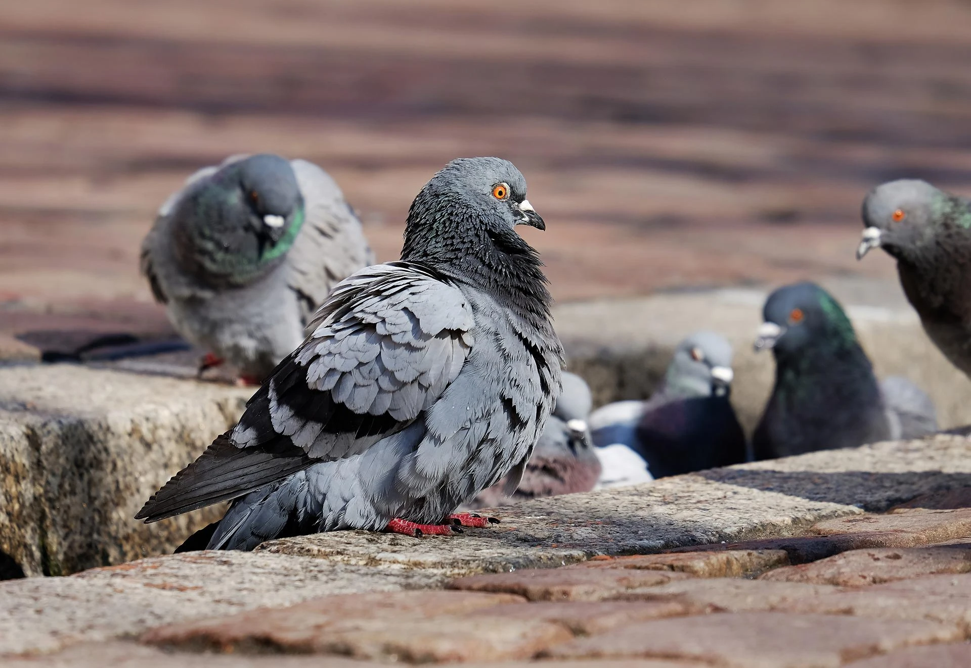 rentokil-image-pest-seaguls-restaurant-table