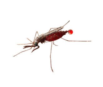 Anopheles mosquito