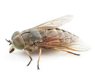 March fly, Horse fly