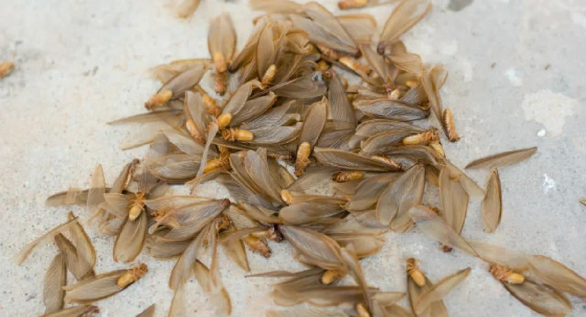 Alates