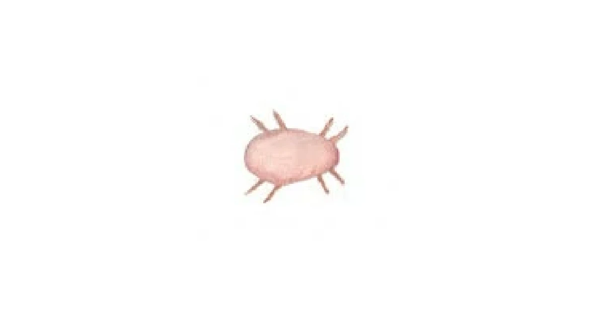 Flour Mite/Grain Mite