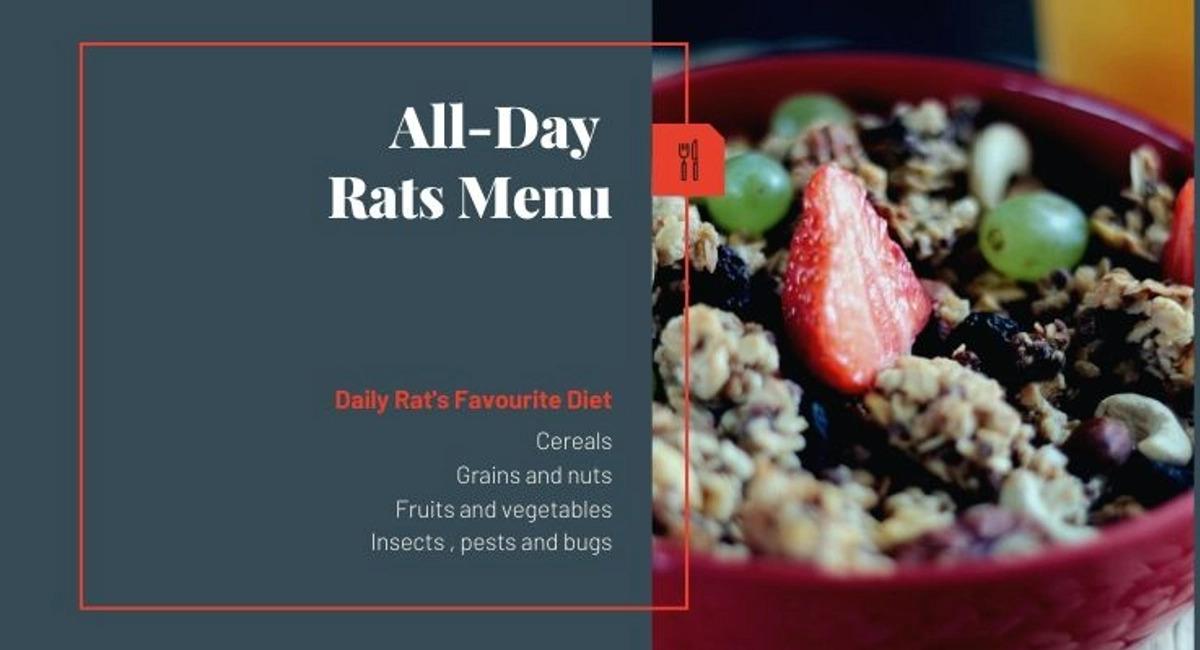 Debugged Blog 9 Ways How Rat Problem Can Be Damaging What Do Rats Eat