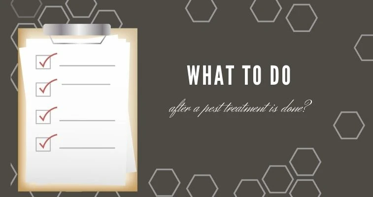 How To Reduce Chances of An Infestation Happening After Pest Treatment