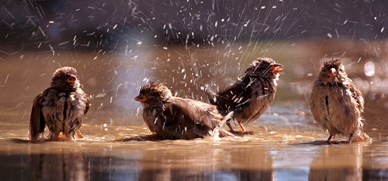 Sparrows bathing