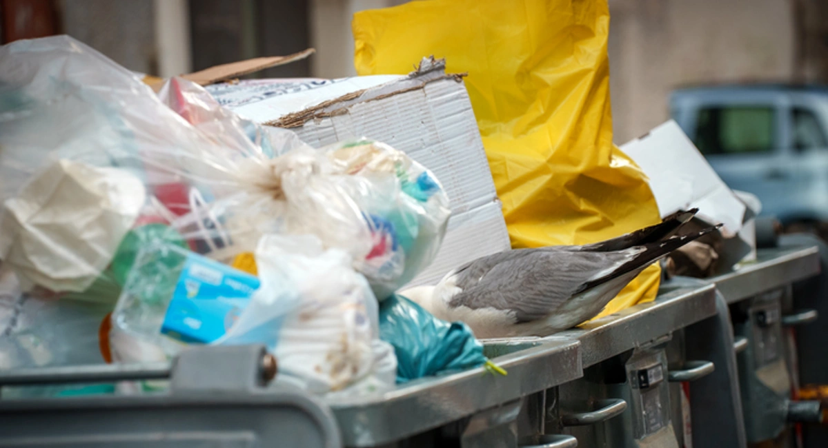 food waste in dumpster