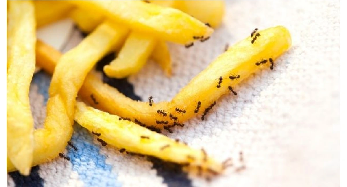 Ants