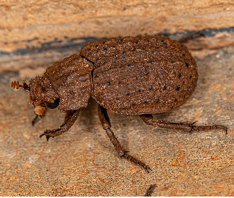 Hide beetle