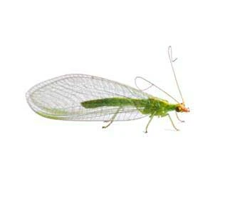 Groene gaasvlieg