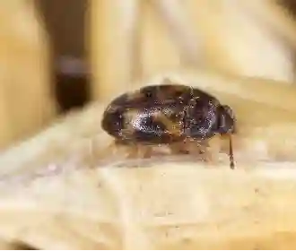 Warehouse beetle