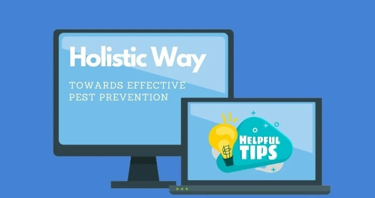 How To Reduce Chances of An Infestation Happening