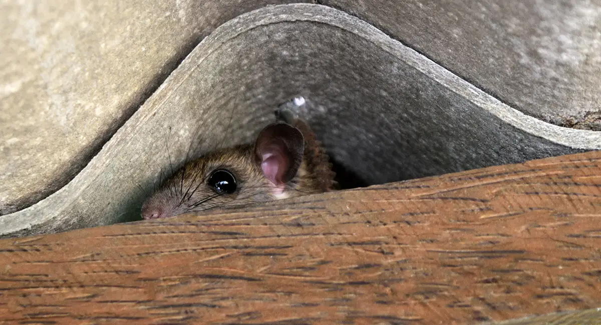 ratten