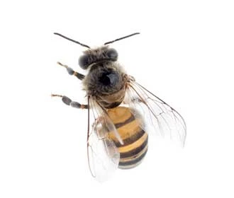 Honey bee