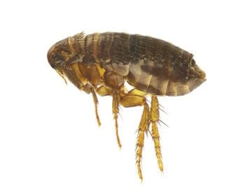 Cat flea
