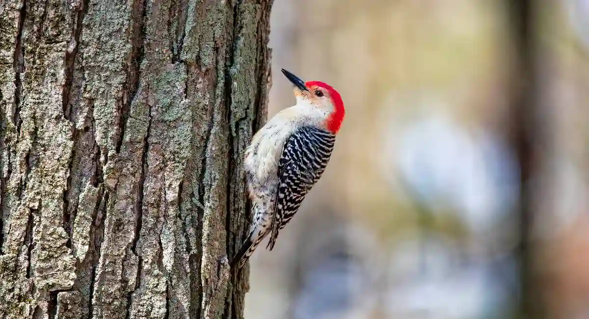 Woodpeckers