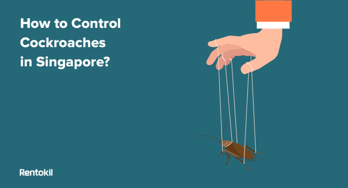 how to control cockroaches in Singapore