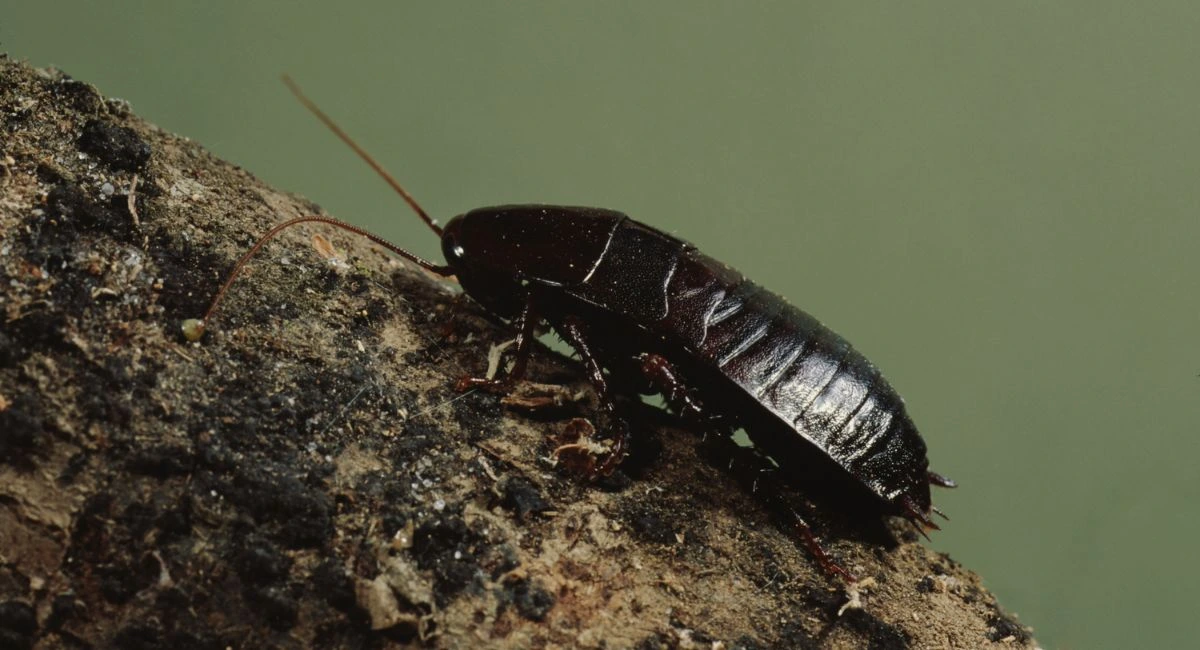 Blatte orientale