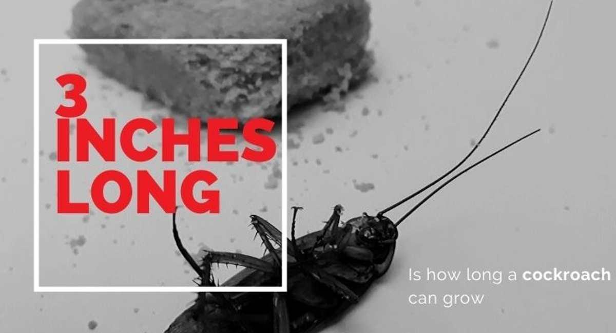 Debugged-5-Reasons-Why-Cockroach-Control-Is-Important-Cockroach-Facts