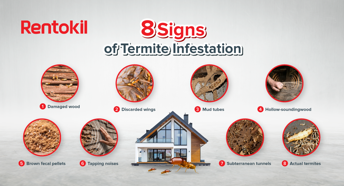 8 signs of termite infestation