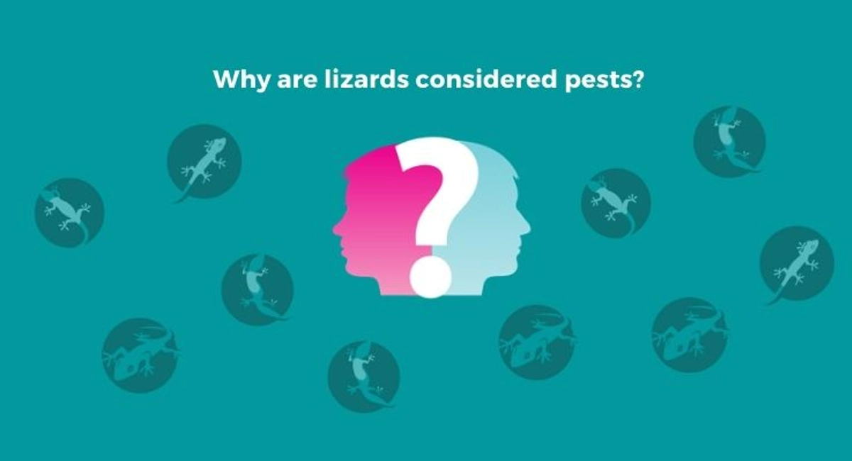Debugged Blog How To Manage Lizards In Your Home Why Are Lizards Considered Pests