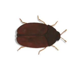 Khapra Beetle